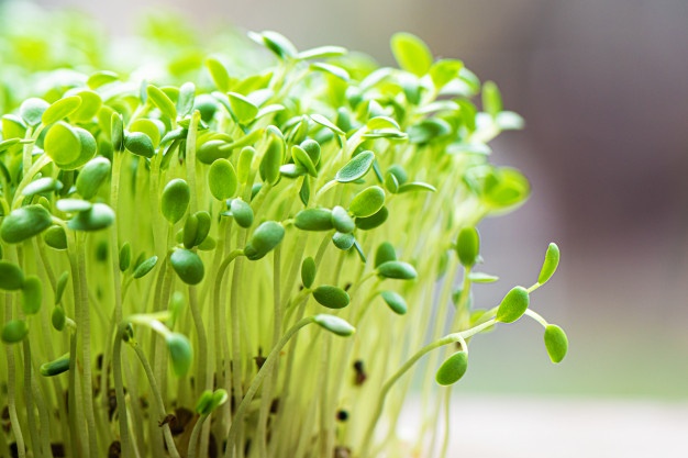Jak uprawiać mikro zioła? Praktyczne porady