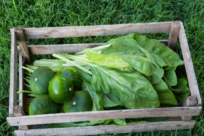 Jak wyhodować gigantyczne warzywa? Praktyczny poradnik